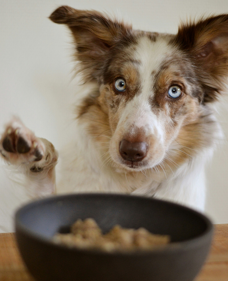 Futtercheck fuer deinen Hund