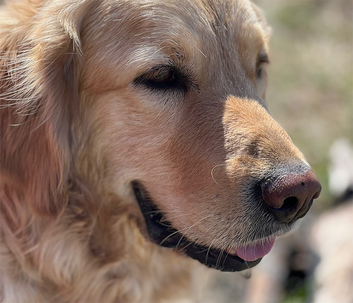 Individueller Ernährungsplan für deinen Hund